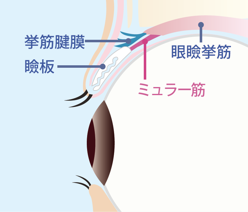 眼瞼下垂ではない眼