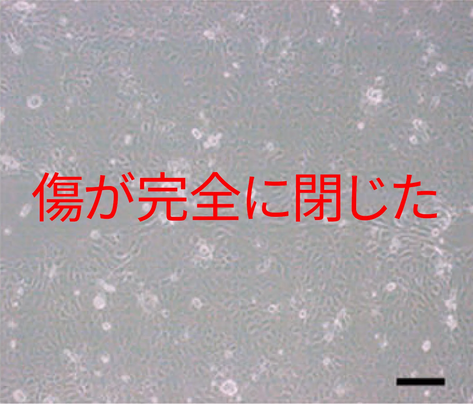 創傷治癒試験・手術後9時間経過