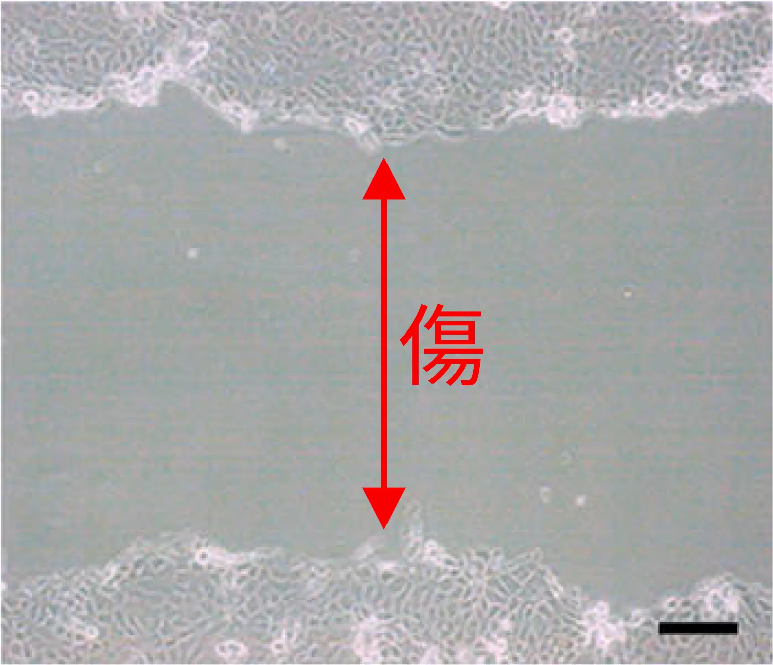 創傷治癒試験・手術直後