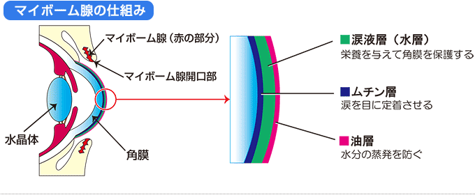 マイボーム腺の仕組み