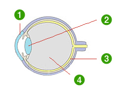 眼球の各部名称